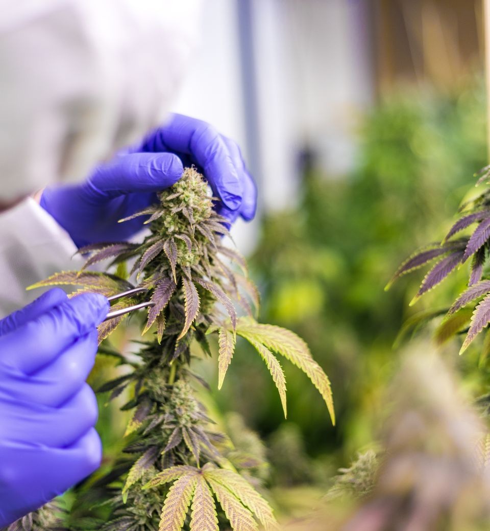 The Evolving Landscape of Medical Cannabis